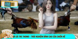 Đá gà tre Thomo